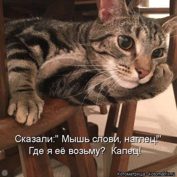 Приколы в котоматрице 11