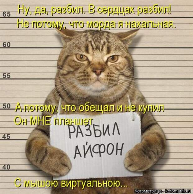 Свежая котоматрица на Бугаге (30 фото)
