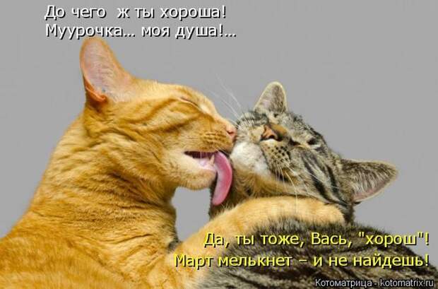 Котоматрицы
