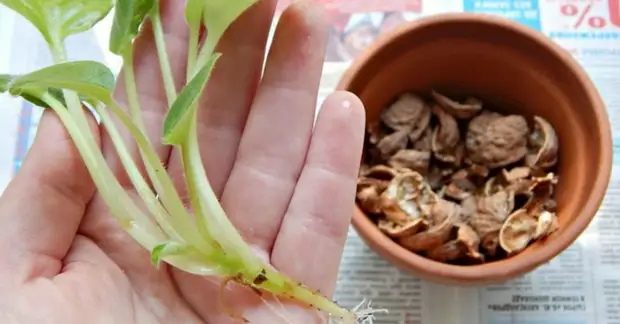 Ореховая скорлупа в огороде: используем во благо растениям