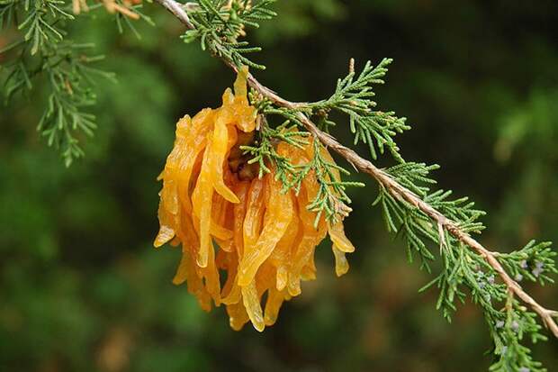creepyplants38 Самые жуткие растения