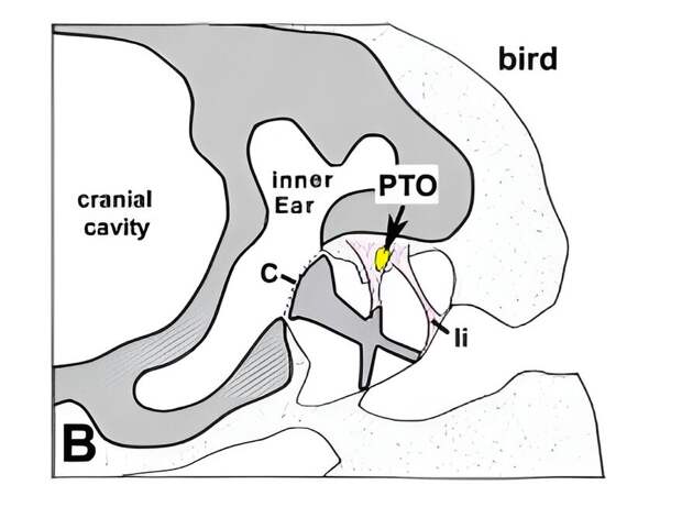 Рисунок, на котором показано расположение paratympanic organ (PTO). Cranial cavity и inner ear — мозговая коробка и полость внутреннего уха соответственно. li — связки. С — стремечко.