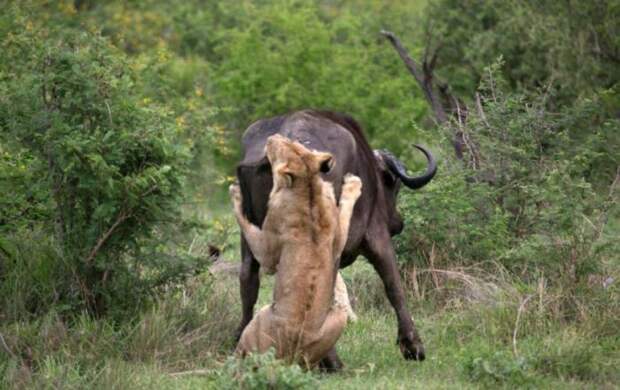 Лев против буйвола, друг познается в беде, буйвол пришел на помощь