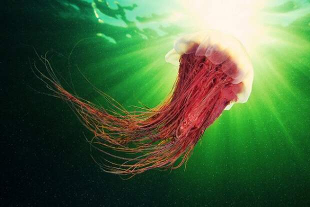 Необычные подводные фото - медузы на фоне неба - №5 Необычные подводные фото - медузы на фоне неба - №5