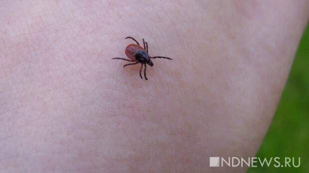 Теперь официально: клещи открыли охоту на челябинцев