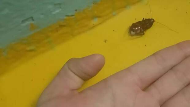 В детском саду Уфы обнаружили огромных тараканов