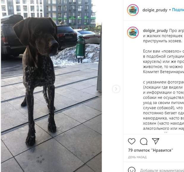 Породистый пес-беспризорник в Северном беспокоит соседей по району
