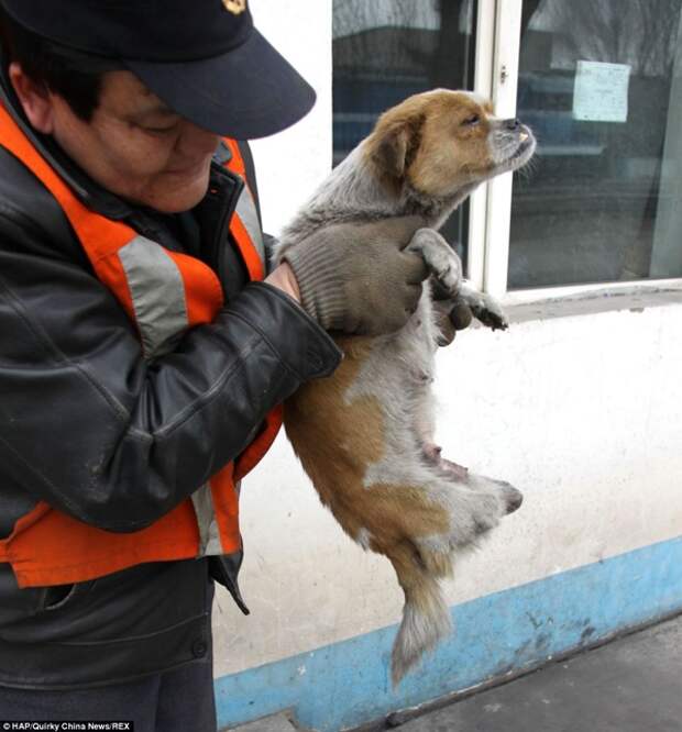 Собака, без задних лап, мамf четырех щенков, Ши Бао, Si Bao
