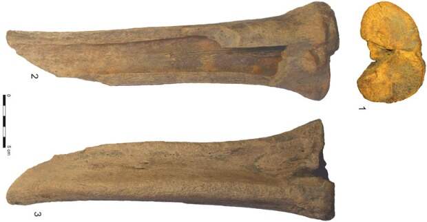 Археологи изучили кости вымершего верблюда Кноблоха. Их нашли в Гобийском Алтае