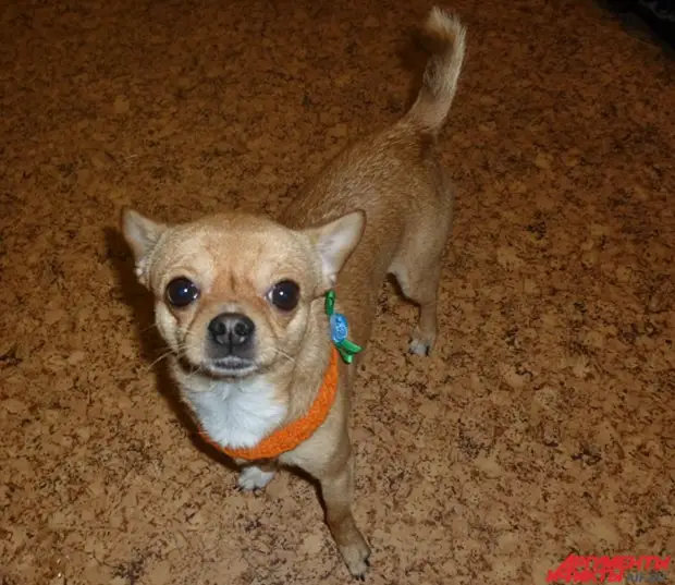Карликовый чихуахуа. Чихуахуа юки. Взять чихуахуа из приюта. Маленькие собачки из приюта. Комнатные собачки в приюте.