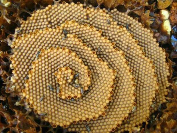 Необычные пчелы, которые строят сверхэффективные спиральные соты