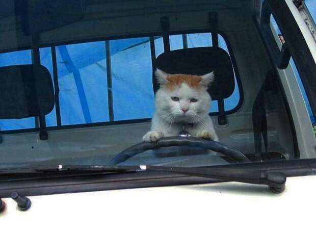 10 смешных фото котов в неожиданных ситуациях