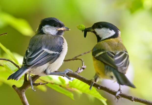 Птицы против вредителей