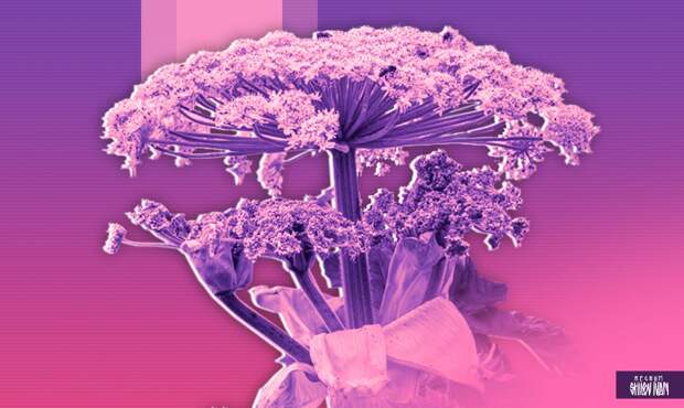 В России владельцев участков начнут с марта штрафовать за борщевик