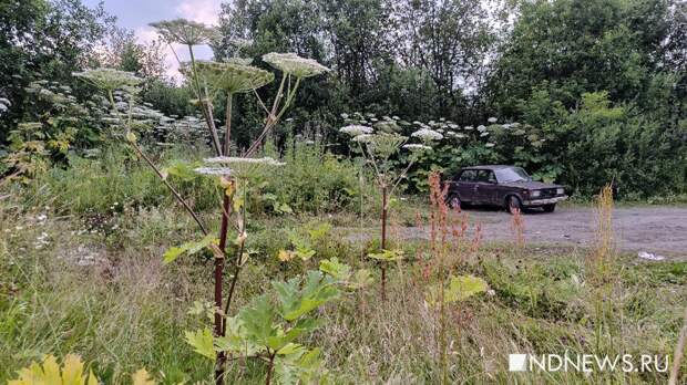 Мошенники начали угрожать дачникам штрафами за борщевик и мусор