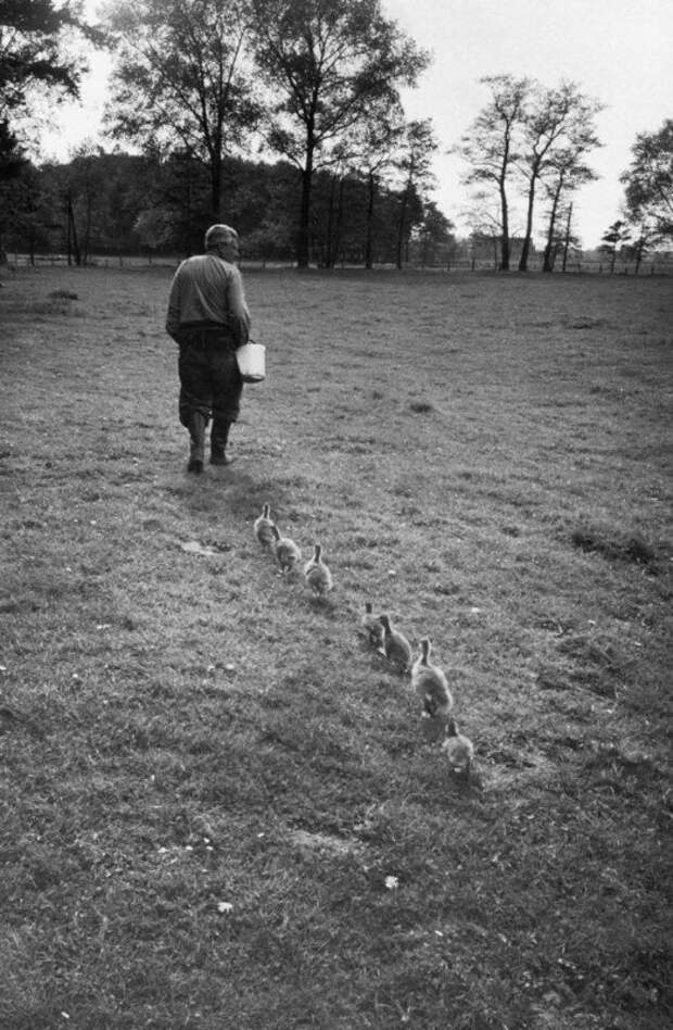 Доктор Конрад Лоренц, венский ученый и специалист по поведению животных, с гусятами, которые принимают его за свою маму, 1 июня 1955 года история, люди, факты