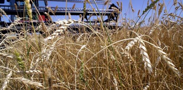 Алтай планируют вывести в лидеры по производству органических продуктов