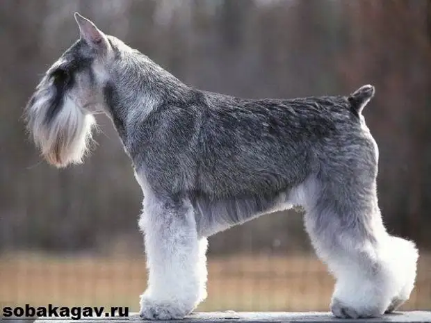 Цвергшнауцер собака. Описание, особенности, уход и цена цвергшнауцера