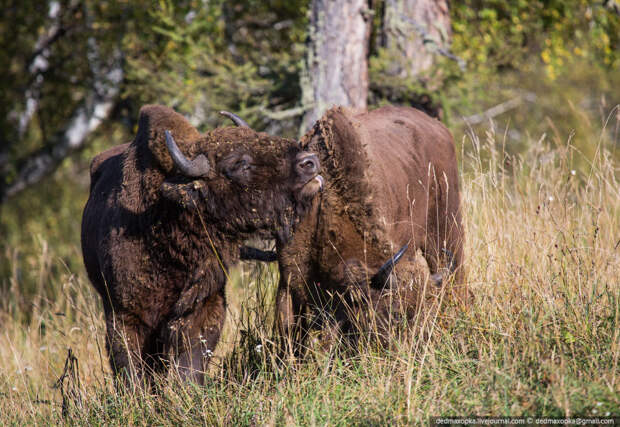 Зубры, они же европейские бизоны Зубры, они же европейские бизоны