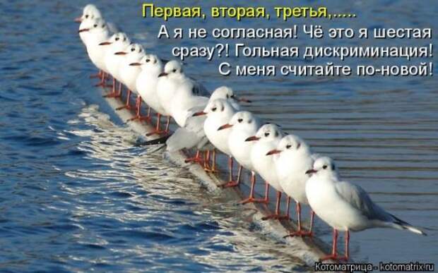 Лучшие котоматрицы недели (50 фото)