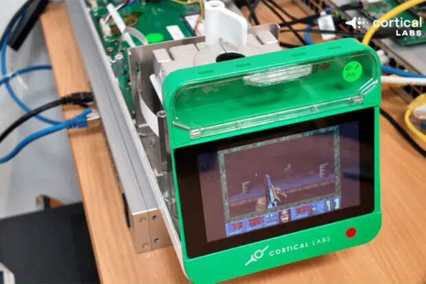 TH: ученые вырастили 200 000 нейронов мозга и заставили их играть в Doom