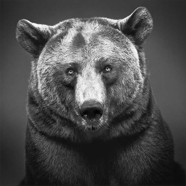 Фотограф-анималист Александр фон Райсвитц