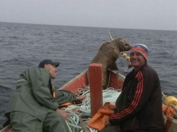 Наглый попутчик Охотское море, морской котик, рыбаки