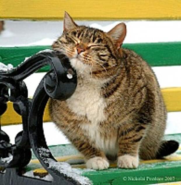 Кошки и Котята 69