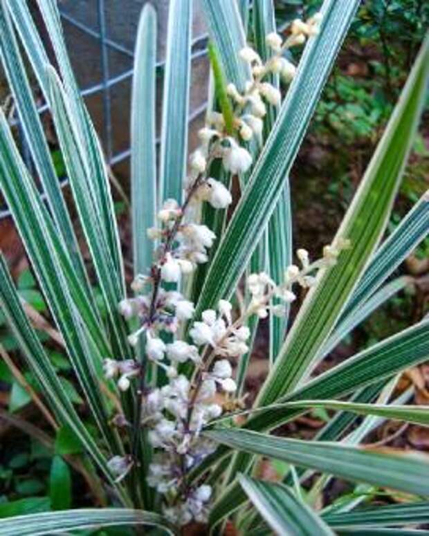 Лириопе узколистное (Liriope spicata)