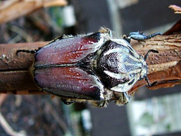 Гигантские насекомые со всего мира (47 фото)