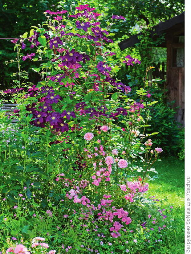 К фиолетовому клематису Etoile Violette прильнула нежная роза
