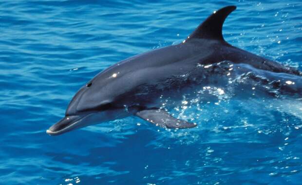 Смертельная тайна дельфинов