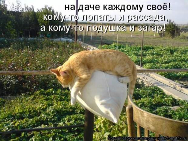 Эти забавные коты. Чтобы вы улыбнулись)