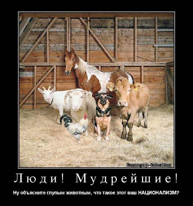 Эти забавные коты. Чтобы вы улыбнулись)
