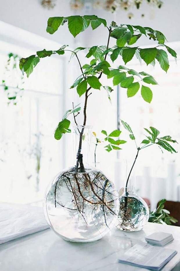 Симпатичный и интересный вариант оформления домашнего мини-сада в прозрачных круглых вазах с кристально чистой водой.