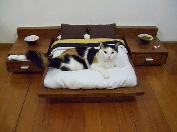 разбалованные кошки