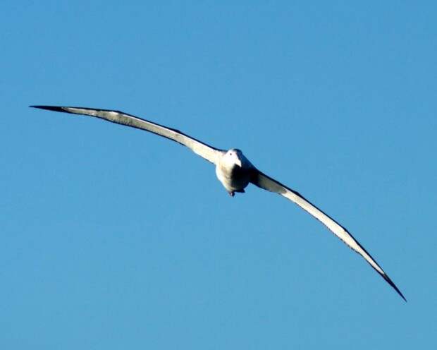 Странствующие альбатросы (лат. Diomedea exulans)(англ. Wandering Albatross)