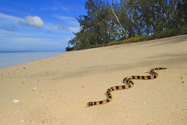 РИА Новости: россиянка столкнулась на Бали с одной из самых ядовитых змей