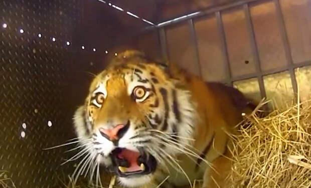 Тигрицу впервые выпускают на свободу: видео