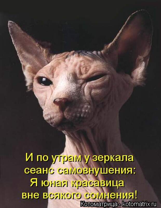 Котоматрица: И по утрам у зеркала  сеанс самовнушения: Я юная красавица  вне всякого сомнения!