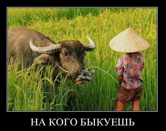Демотиваторы