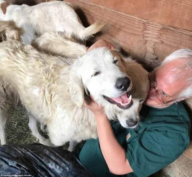 Пастушья собака спасла свое стадо в жутком лесном пожаре, где были бессильны люди животные, козы, собаки, спасение