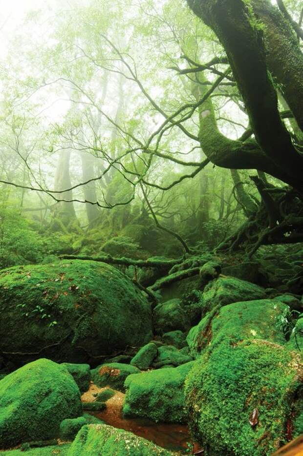 Сказочные леса острова Якусима (12 фото) Сказочные леса острова Якусима (12 фото)