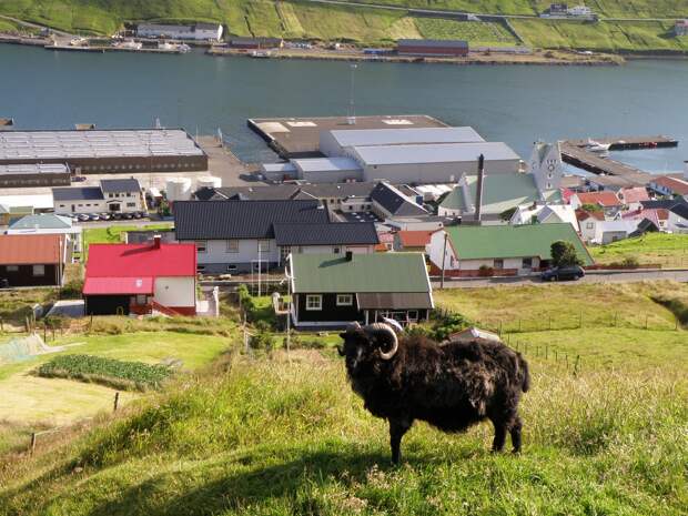 Фото достопримечательностей Стран Скандинавии: Бараны и овцы на Ферерах встречаются в самых неожиданных местах 