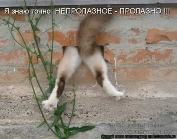 Котоматрицы....самые прикольные