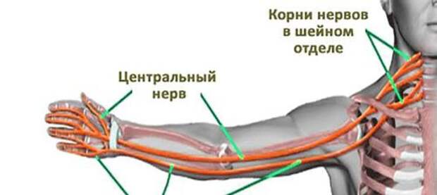 ПРИЧИНЫ ОНЕМЕНИЯ РУК. (537x240, 23Kb)