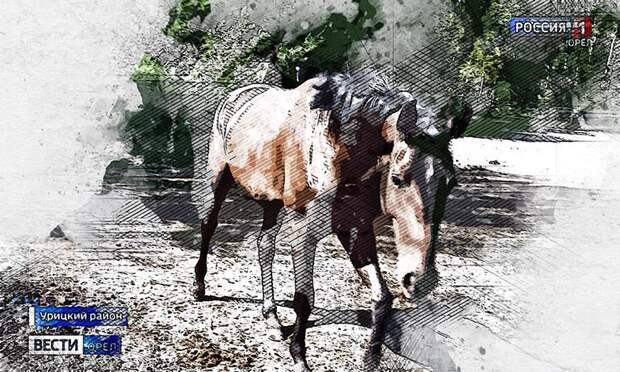 В Орловской области лошади без чипов попали в нарушители закона