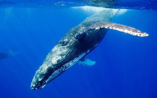 Крупнейший зубатый кит. Размеры кита