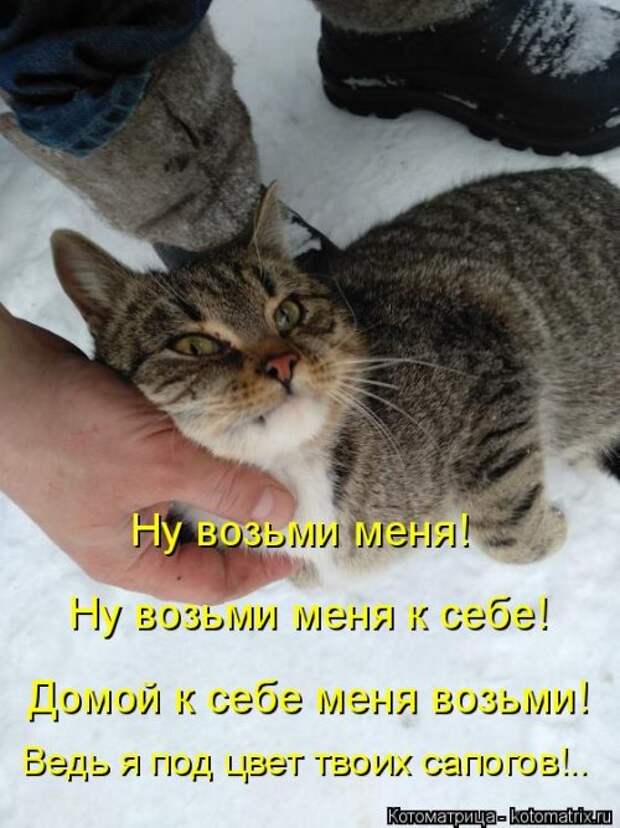 Лучшая котоматрица недели