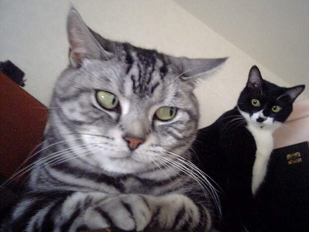SideEyes01 Эмоциональная подборка: Косые взгляды в мире животных